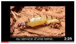 © TERMISER Traitement vous présente sa série vidéo : La menace dévorante episode 1 consacré aux termites
